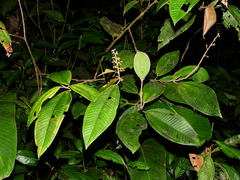 Miconia eriodonta