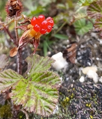 Rubus nepalensis