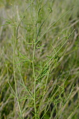 Psoralea glaucescens