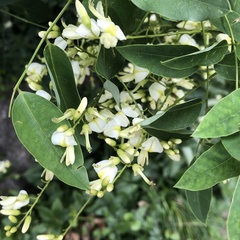 Styphnolobium