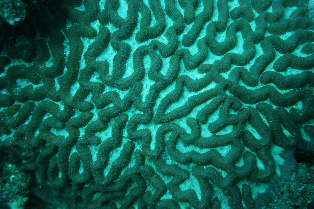 Oulophyllia