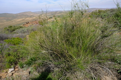 Psoralea glaucescens