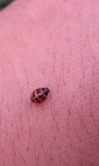 Zagreus decempunctatus