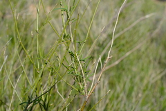 Psoralea glaucescens
