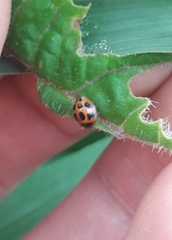 Zagreus decempunctatus