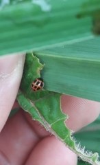 Zagreus decempunctatus