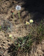 Bolandia pinnatifida