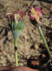 Bolandia pinnatifida