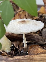 Leucocoprinus brebissonii
