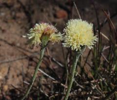 Bolandia pinnatifida