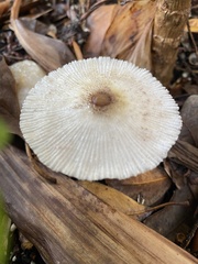 Leucocoprinus brebissonii