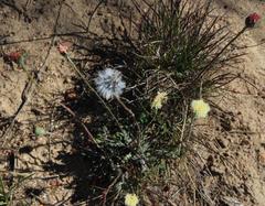 Bolandia pinnatifida