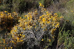 Aspalathus triquetra