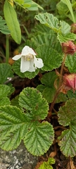 Rubus nepalensis