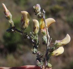 Aspalathus triquetra