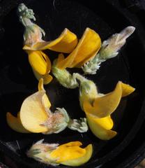 Aspalathus triquetra