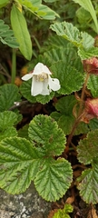 Rubus nepalensis