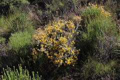 Aspalathus triquetra