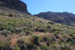 Aspalathus triquetra