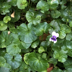 Viola davidii