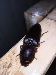 Stenagostus laufferi