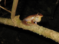 Bokermannohyla nanuzae