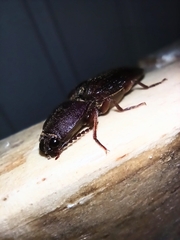 Stenagostus laufferi