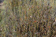 Willdenowia glomerata