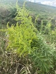 Solidago