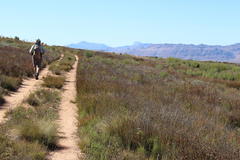Willdenowia glomerata