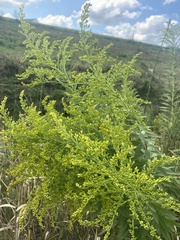 Solidago