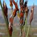 Willdenowia glomerata - Photo (c) Tony Rebelo, algunos derechos reservados (CC BY-SA), subido por Tony Rebelo