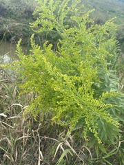 Solidago
