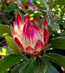 Protea × hybrida
