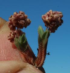 Psammotropha quadrangularis