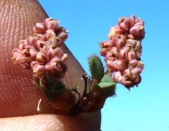 Psammotropha quadrangularis