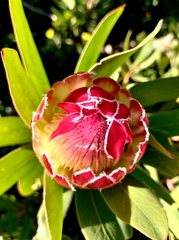 Protea × hybrida