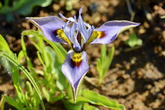 Moraea ciliata