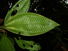 Miconia eriodonta