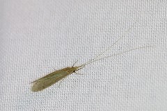 Oecetis lacustris