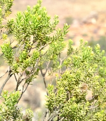 Oedera sedifolia