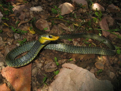 Chironius carinatus