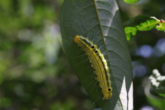 Gadirtha inexacta