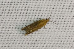 Lathronympha strigana