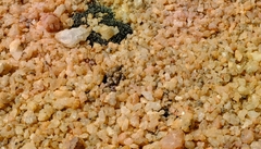 Conophytum ectypum brownii