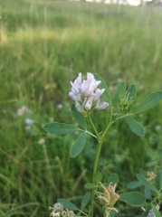 Medicago × varia