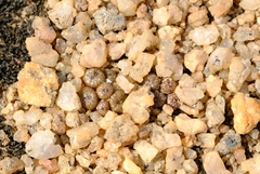 Conophytum ectypum brownii