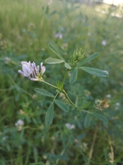 Medicago × varia