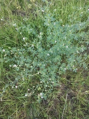 Medicago × varia