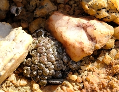 Conophytum ectypum brownii